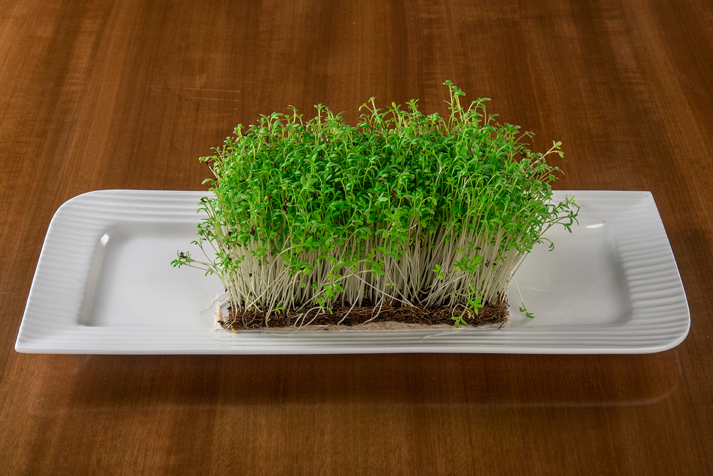 1610025185-Garden-Cress-2.jpg